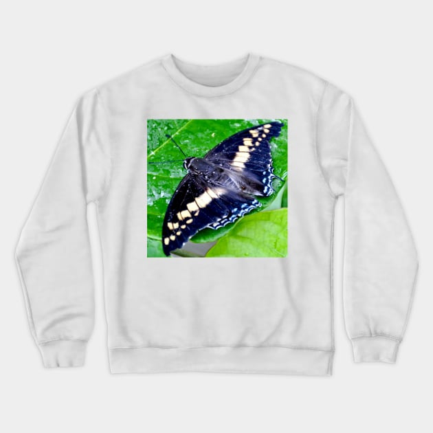 Checkered Lime Swallowtail Butterfly Crewneck Sweatshirt by Scubagirlamy